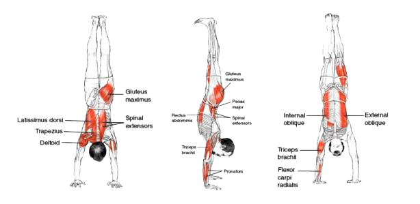 flexionvertical